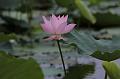 IMG-20190624-WA0047