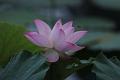 IMG-20190624-WA0048