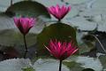 IMG-20190624-WA0049