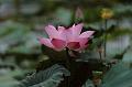 IMG-20190624-WA0051