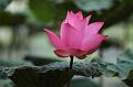 IMG-20190624-WA0053