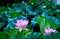 IMG-20190624-WA0070