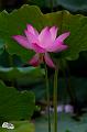 IMG-20190624-WA0074
