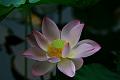 IMG-20190624-WA0076