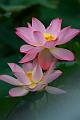 IMG-20190624-WA0077