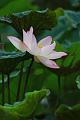 IMG-20190624-WA0078