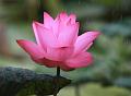 IMG-20190624-WA0081
