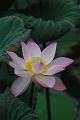 IMG-20190624-WA0085