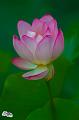 IMG-20190624-WA0095