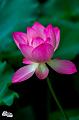 IMG-20190624-WA0100