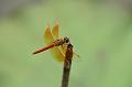 IMG-20190624-WA0107