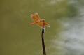 IMG-20190624-WA0109