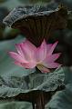 IMG-20190624-WA0111