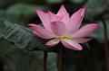 IMG-20190624-WA0112