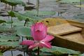 IMG-20190624-WA0135