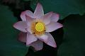 IMG-20190624-WA0151