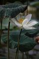 IMG-20190624-WA0155