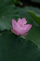 IMG-20190625-WA0015