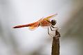 IMG-20190625-WA0016