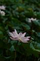 IMG-20190625-WA0021