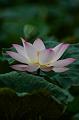IMG-20190625-WA0026