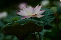 IMG-20190625-WA0028