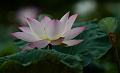 IMG-20190625-WA0029