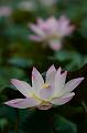 IMG-20190625-WA0030