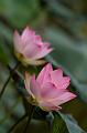 IMG-20190625-WA0036