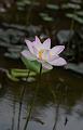 IMG-20190625-WA0037