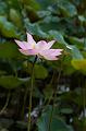 IMG-20190625-WA0038