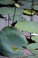 IMG-20190625-WA0039