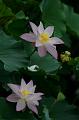 IMG-20190625-WA0044
