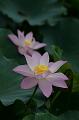 IMG-20190625-WA0046
