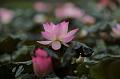 IMG-20190625-WA0049