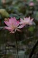 IMG-20190625-WA0051