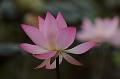 IMG-20190625-WA0052