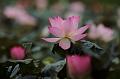 IMG-20190625-WA0053