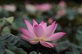 IMG-20190625-WA0081