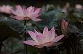 IMG-20190625-WA0084