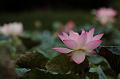 IMG-20190625-WA0085