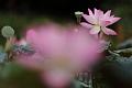 IMG-20190625-WA0086