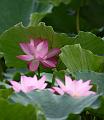 IMG-20190625-WA0096