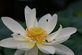 IMG-20190625-WA0098