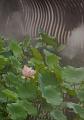 IMG-20190625-WA0099