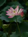 IMG-20190625-WA0101