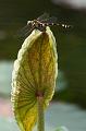 IMG-20190625-WA0102