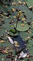 IMG-20190625-WA0136