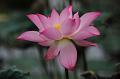IMG-20190626-WA0001