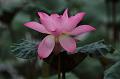IMG-20190626-WA0002